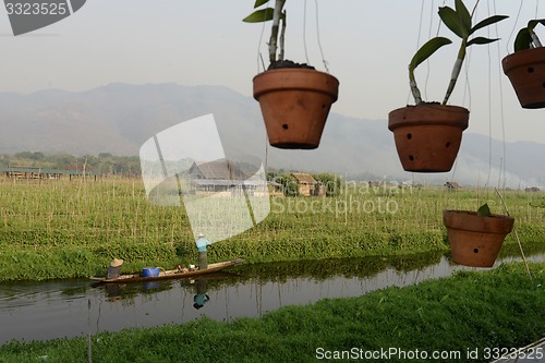 Image of ASIA MYANMAR NYAUNGSHWE FLOATING GARDENS