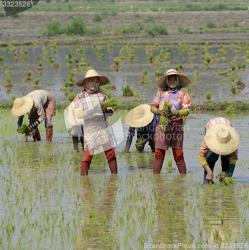 Image of ASIA MYANMAR NYAUNGSHWE RICE FIELD