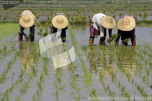 Image of ASIA MYANMAR NYAUNGSHWE RICE FIELD