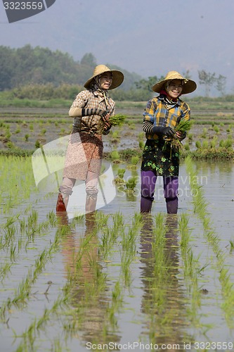 Image of ASIA MYANMAR NYAUNGSHWE RICE FIELD