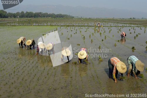 Image of ASIA MYANMAR NYAUNGSHWE RICE FIELD