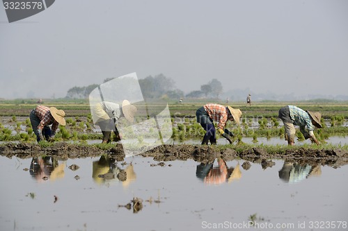 Image of ASIA MYANMAR NYAUNGSHWE RICE FIELD