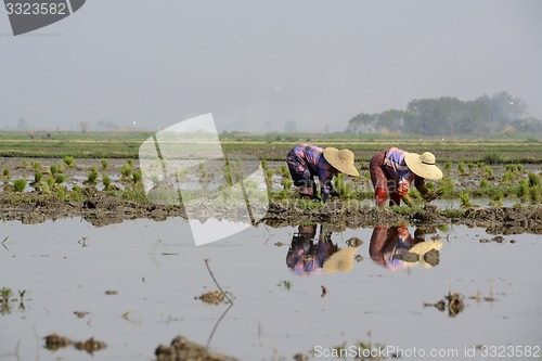 Image of ASIA MYANMAR NYAUNGSHWE RICE FIELD