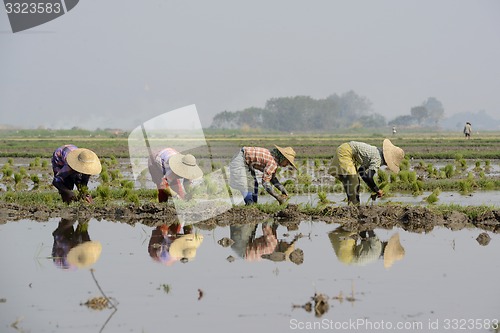 Image of ASIA MYANMAR NYAUNGSHWE RICE FIELD