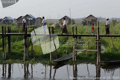 Image of ASIA MYANMAR NYAUNGSHWE FLOATING GARDENS