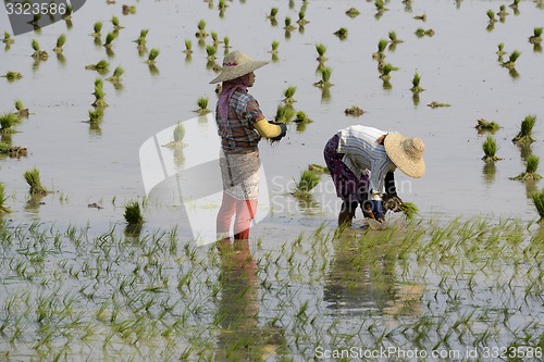 Image of ASIA MYANMAR NYAUNGSHWE RICE FIELD