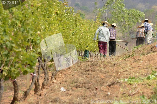 Image of ASIA MYANMAR NYAUNGSHWE WINE