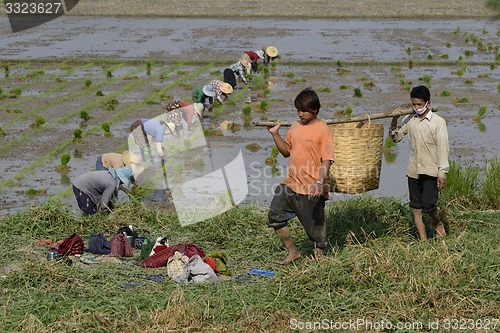 Image of ASIA MYANMAR NYAUNGSHWE RICE FIELD