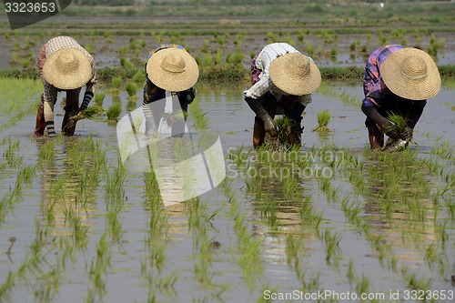 Image of ASIA MYANMAR NYAUNGSHWE RICE FIELD