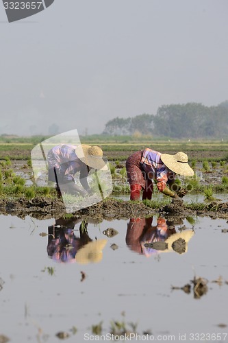 Image of ASIA MYANMAR NYAUNGSHWE RICE FIELD