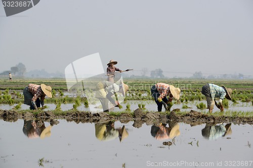 Image of ASIA MYANMAR NYAUNGSHWE RICE FIELD