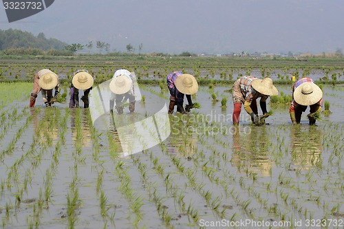 Image of ASIA MYANMAR NYAUNGSHWE RICE FIELD