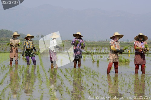 Image of ASIA MYANMAR NYAUNGSHWE RICE FIELD