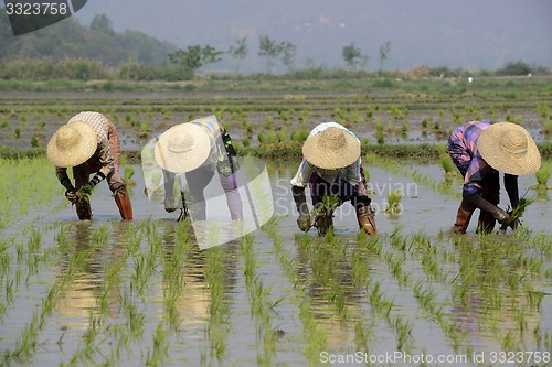 Image of ASIA MYANMAR NYAUNGSHWE RICE FIELD