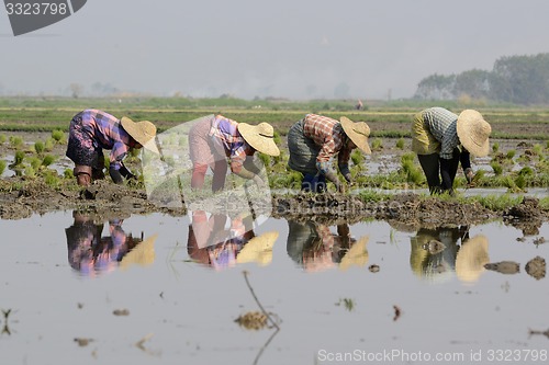 Image of ASIA MYANMAR NYAUNGSHWE RICE FIELD