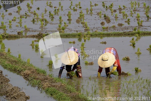 Image of ASIA MYANMAR NYAUNGSHWE RICE FIELD