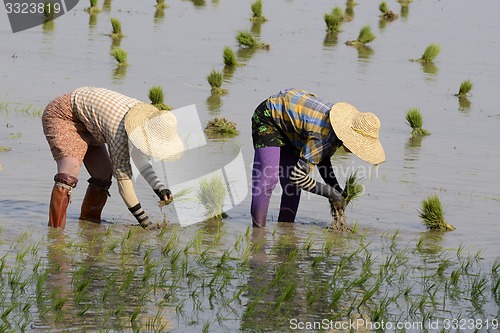 Image of ASIA MYANMAR NYAUNGSHWE RICE FIELD