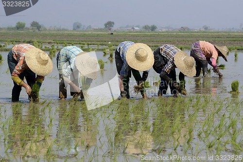 Image of ASIA MYANMAR NYAUNGSHWE RICE FIELD