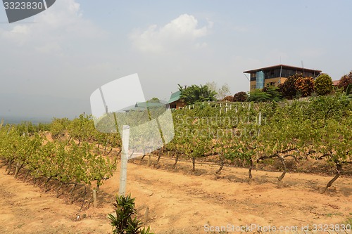 Image of ASIA MYANMAR NYAUNGSHWE WINE