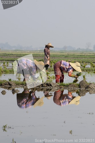 Image of ASIA MYANMAR NYAUNGSHWE RICE FIELD