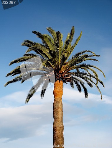 Image of palm tree