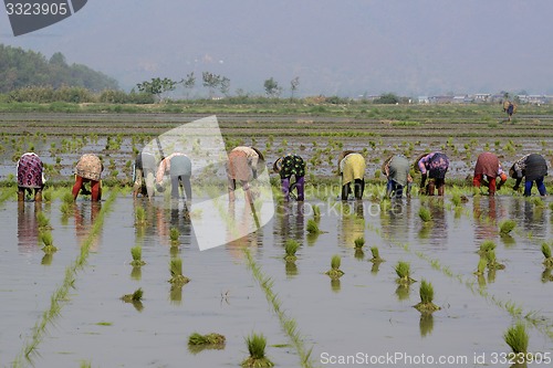 Image of ASIA MYANMAR NYAUNGSHWE RICE FIELD