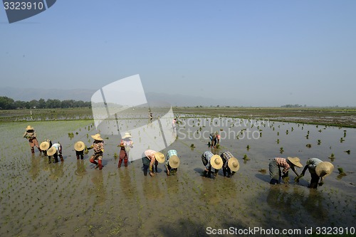 Image of ASIA MYANMAR NYAUNGSHWE RICE FIELD