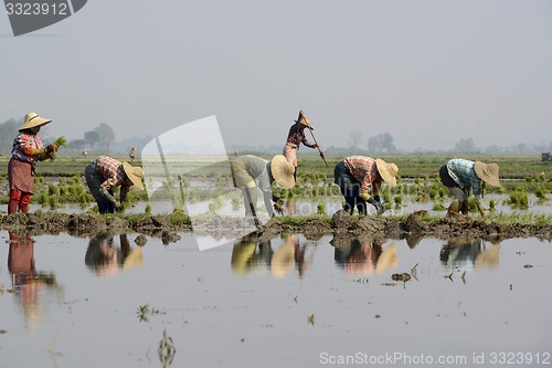 Image of ASIA MYANMAR NYAUNGSHWE RICE FIELD