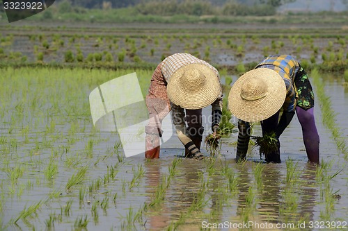 Image of ASIA MYANMAR NYAUNGSHWE RICE FIELD