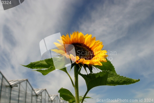 Image of Sunflower