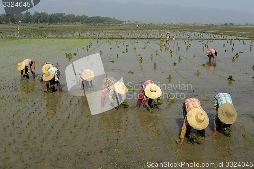 Image of ASIA MYANMAR NYAUNGSHWE RICE FIELD