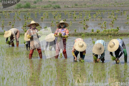 Image of ASIA MYANMAR NYAUNGSHWE RICE FIELD