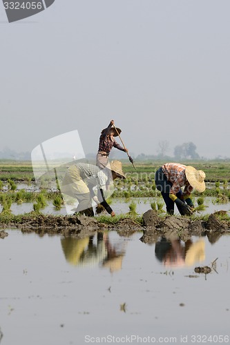 Image of ASIA MYANMAR NYAUNGSHWE RICE FIELD