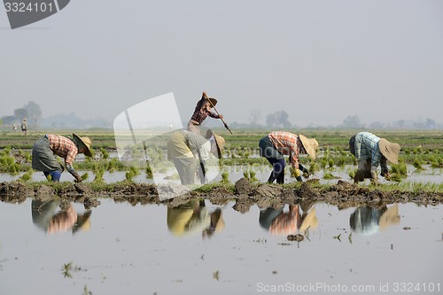 Image of ASIA MYANMAR NYAUNGSHWE RICE FIELD