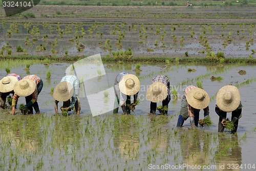 Image of ASIA MYANMAR NYAUNGSHWE RICE FIELD