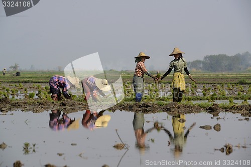 Image of ASIA MYANMAR NYAUNGSHWE RICE FIELD