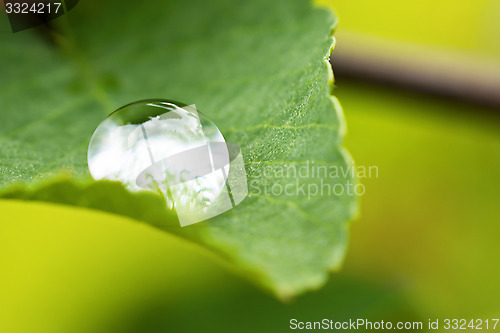 Image of Rain drop on green leaf