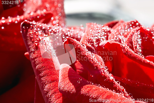 Image of Macro of red rose and dew