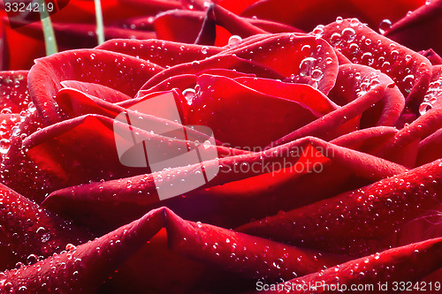 Image of Rose close up