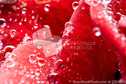 Image of Red rose macro