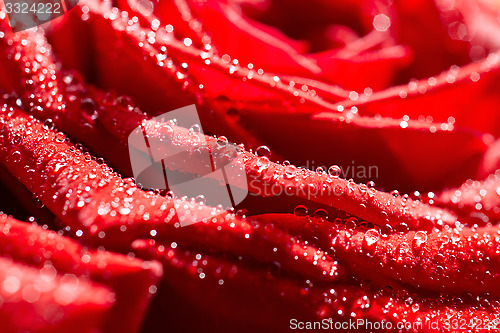 Image of Macro red rose