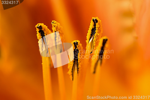 Image of Lily flower close-up.