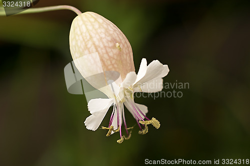 Image of Wild white flower close-up.