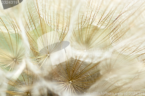 Image of Dandelion seeds.