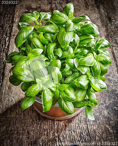 Image of fresh green basil