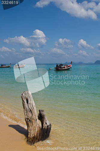 Image of Dead tree in water the beach  thailand