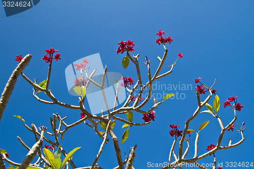 Image of Flowers in Thailand