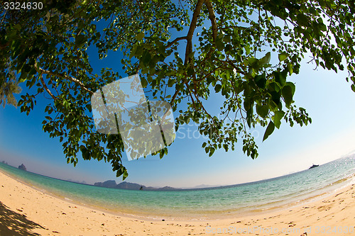 Image of Tree growing at  the beach in thailand