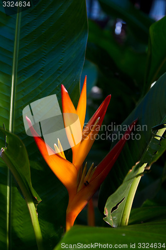 Image of Heliconia flowers on a tree in Koh Ngai island Thailand