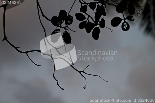 Image of Branch silhouette Thailand